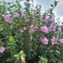 대교로R 이미지