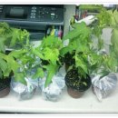 몽키바나나 이미지