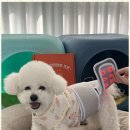 선사애견 이미지