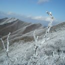 1월26일(토요당일)남덕유산 눈꽃산행 이미지