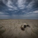 프리지아 B 이미지