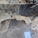 교리초등학교 이미지