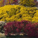 시래기코다리찜 이미지