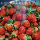 슈케익하우스 | 매산로2가맛집 슈케익하우스 수원본점 위치.가격.시간.후기