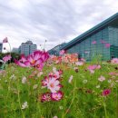 10/8(토) 일산 호수공원 가을 꽃 축제 놀러오세요^^ (정인대장) 이미지