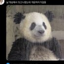 장마철 필수템 롯데 알미늄 앱연동 제습기 LDH-7700 내돈내산 후기