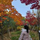 맘마니 통닭 | 2025년 임신 31주차 임산부 일상 / #씩씩이 #셀프만삭사진 #맘마존