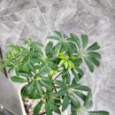 새순약국 이미지