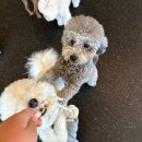 비바도기 이미지