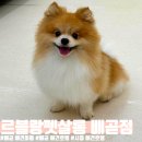 코코펫살롱&호텔 | 시흥 배곧 애견미용 목욕 호텔링 가능한 &#34;르블랑펫살롱 배곧점&#34; 후기