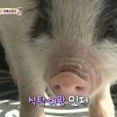 민지농장 이미지