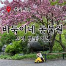 보령 벚꽃 여행 바둑이네 동물원과 주변 맛집