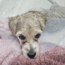 포유동물병원 이미지