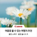 남원읍-48 | [6,7월 국내 여행지 추천] 샤스타데이지, 해바라기, 라벤더 등 여름꽃과 인생샷 찍기 좋은 여름 출사지...