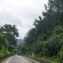 숲속에 우산정원 이미지