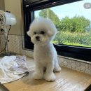 대형애견 티스토리
