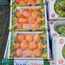 [내돈내산]청라과일 지희네과일야채 시지않아 더 맛있는 황금향