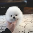 화이트 퍼피 켄넬 이미지