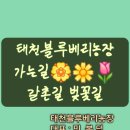 갈촌농장 네이버블로그