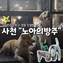 노아의방주 | 경상남도 사천_ 노아의 방주 대형견 방문 내돈내산 후기