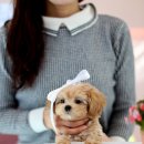 유어펫강아지분양남양주다산