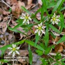 숲속의 별들 이미지