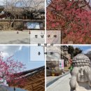 벚꽃길민박 이미지