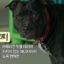 댕댕이# 이미지