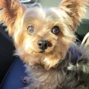 개 이쁘개 이미지