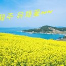 제주풍경하우스 이미지