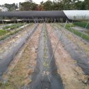 만춘농장 이미지