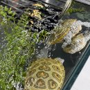 pet136더3257 | [대구 파충류샵 게코아트] 방문 솔직 후기 | 도마뱀 집사의 가성비 사육장 구매기
