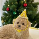 펫티시에 이미지