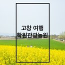 고창 혼자 여행) 청보리밭 및 유채꽃 학원관광농원 폭싹 속았수다 촬영지 25년 4월 17일 기준