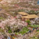 섬진강 매화 나루 이미지