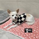 별이&체리 이미지