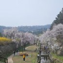 국립서울현충원 정국교화장실 | 서울 국립현충원 수양벚꽃 만개, 폭포수처럼 쏟아지는 분홍빛 수양벚꽃