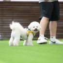 브레드댕댕 이미지