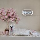 댕댕이입니다 | 부산 명지 비 오는 날 데이트 실내 애견카페 댕댕이입니다 방문 후기