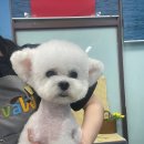세종애견미용 이미지