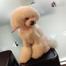 with dog(위드독) 이미지