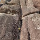 바위와소나무 이미지