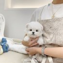 벨라켄넬 | 부산미니비숑분양 ㅣ 신입생 &#34;마크&#34; 왕자님 가정의달 마지막 날 ! 소개합니다