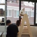 고양이 쉼터 이미지