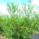 하이농장 이미지