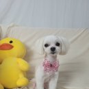 보라애견미용실 이미지