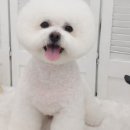 꿈꾸는강아지 이미지