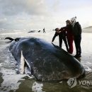 향유고래 이미지
