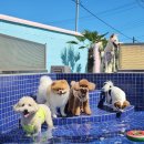 호야별 애견유치원 이미지