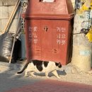 냥고스틴